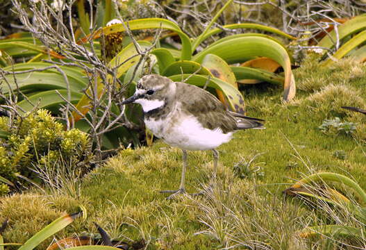 Image of Charadrius bicinctus exilis Falla 1978