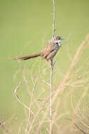 Image of Himalayan Prinia