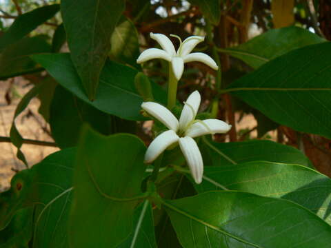 Image of Indian mulberry