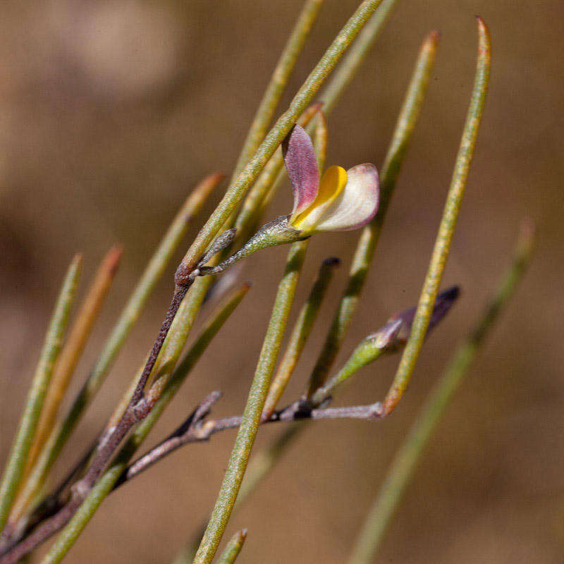 Image of <i>Aspalathus lebeckioides</i>