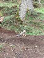 Image of Argentine Gray Fox