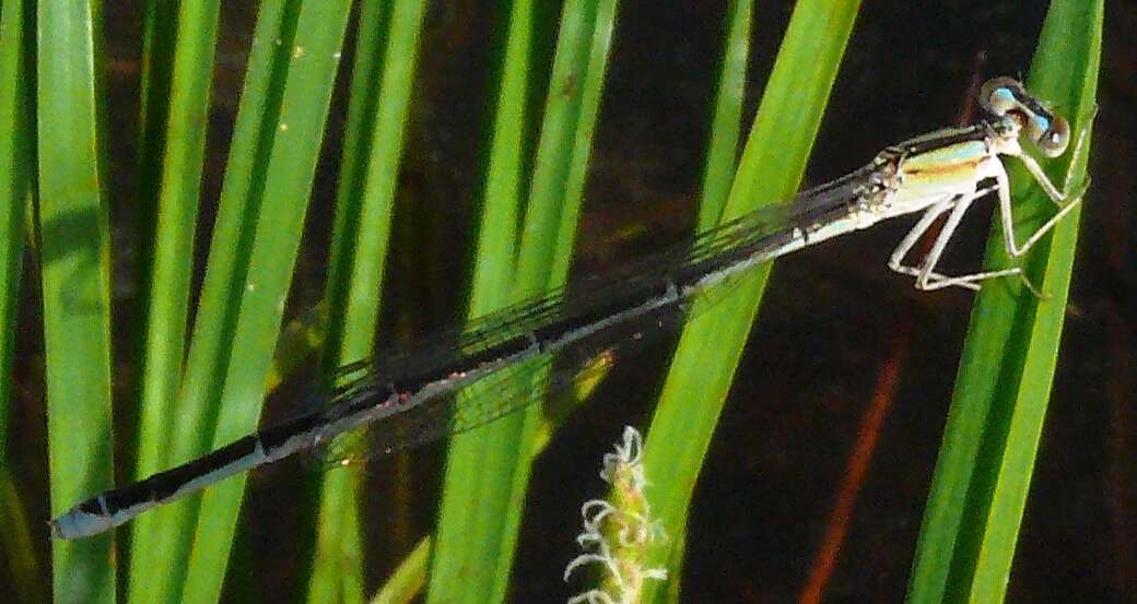 Image of Vesper Bluet