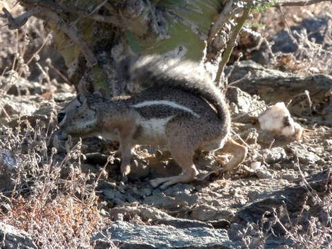 Image of Harris's Antelope Squirrel