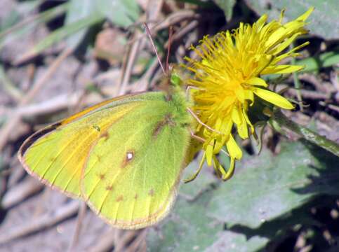 Imagem de Colias euxanthe Felder & Felder 1865