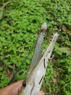 Image of Shortnose Gar