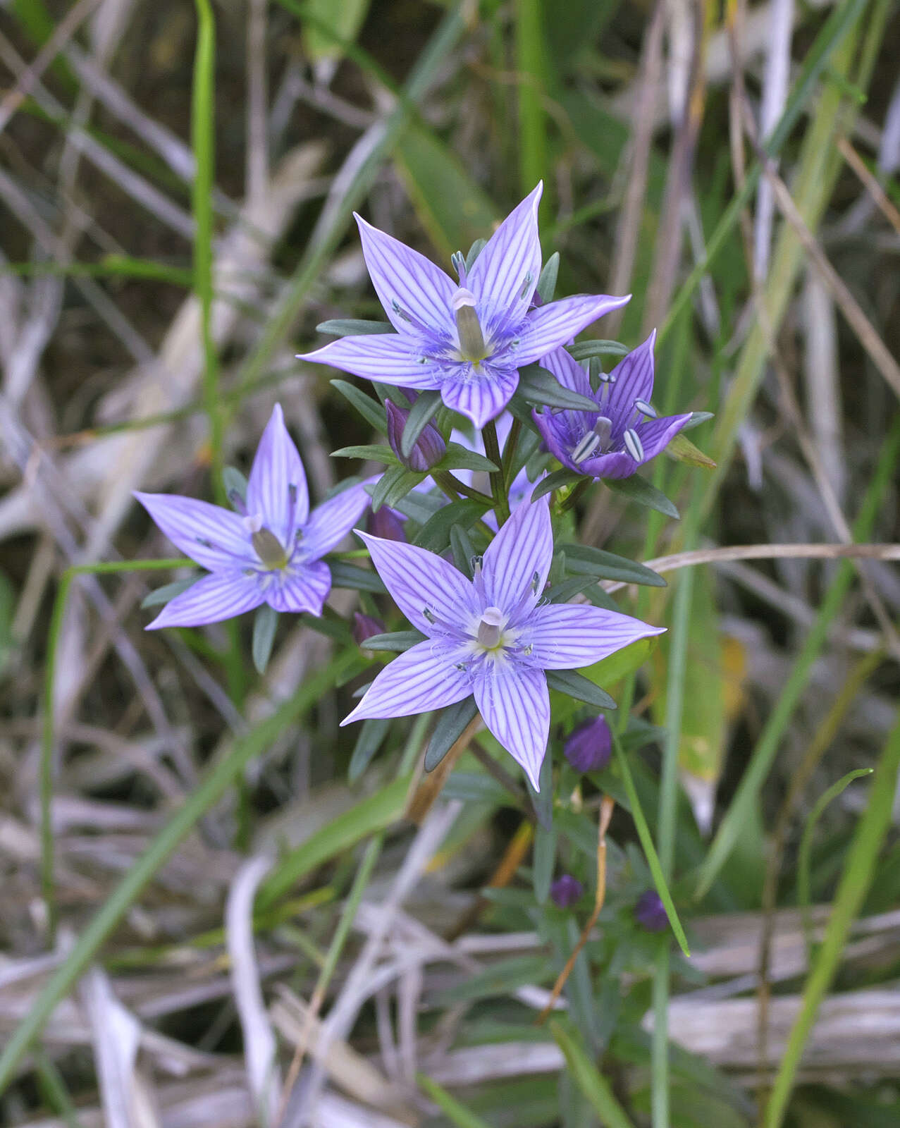 Image of Swertia pseudochinensis Hara