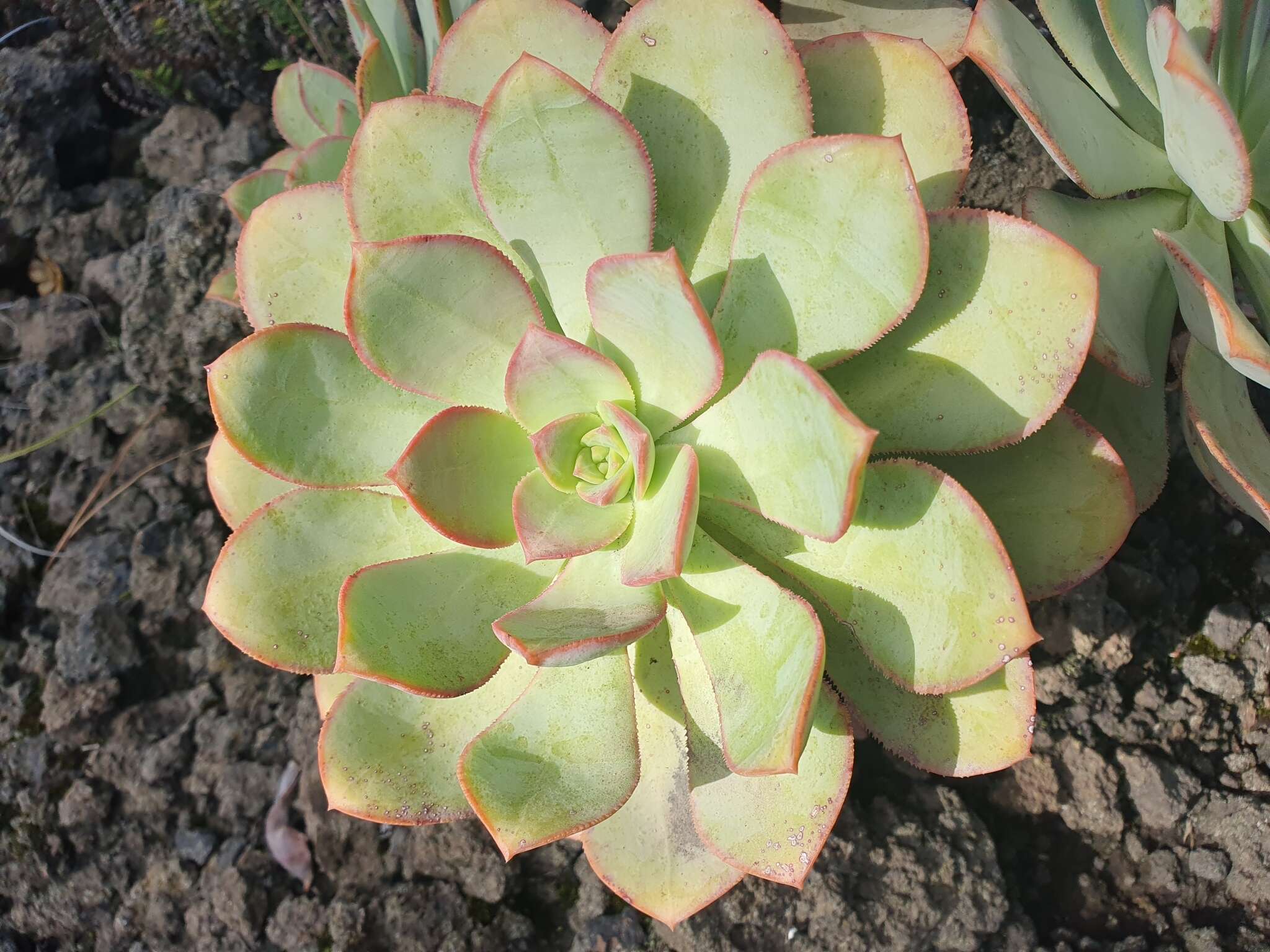 Image of Aeonium davidbramwellii H. Y. Liu