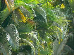 Image of Areca Palm