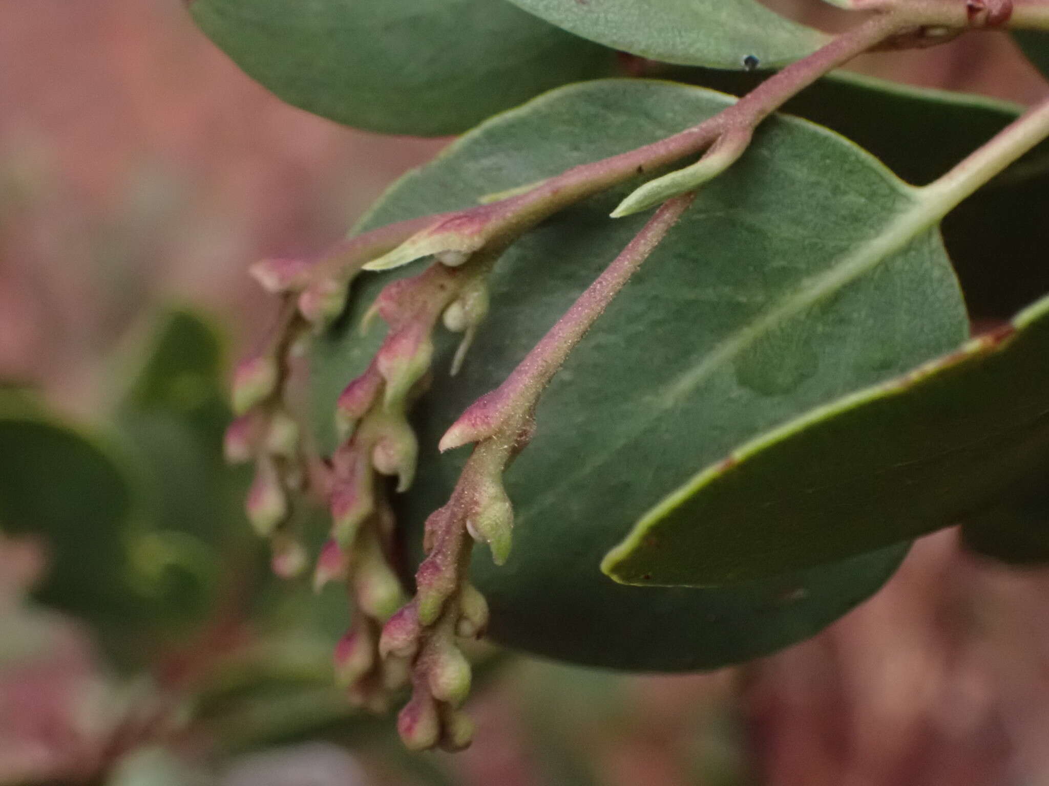 Sivun Arctostaphylos manzanita subsp. wieslanderi P. V. Wells kuva