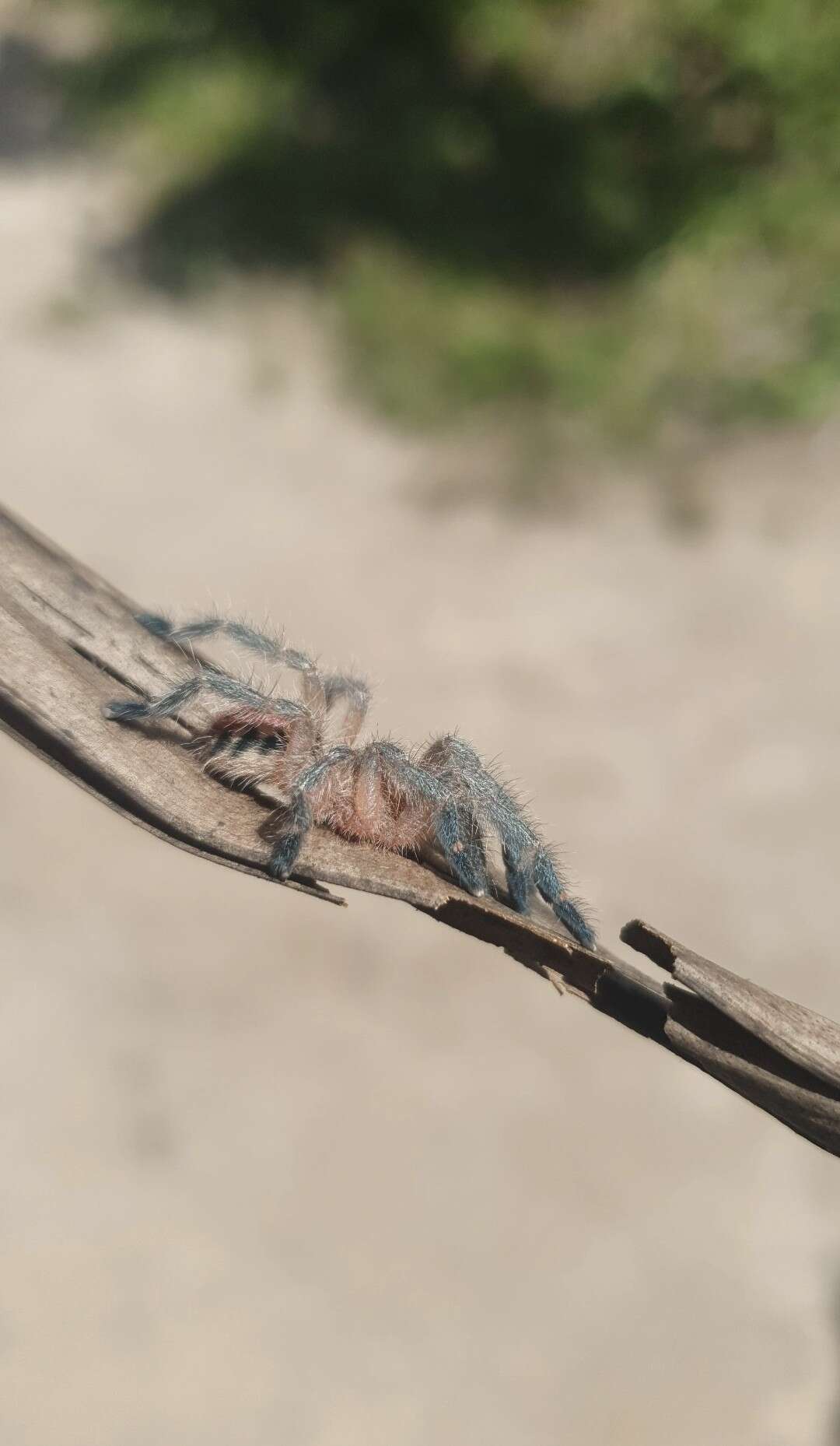 Image of Bahia Purple Red Tarantula