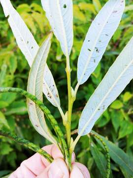 Image de Salix viminalis var. gmelinii (Pall.) Andersson