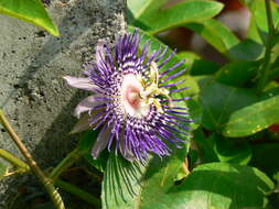 Image of Maypop