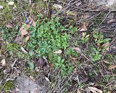 Image of Ozark calamint