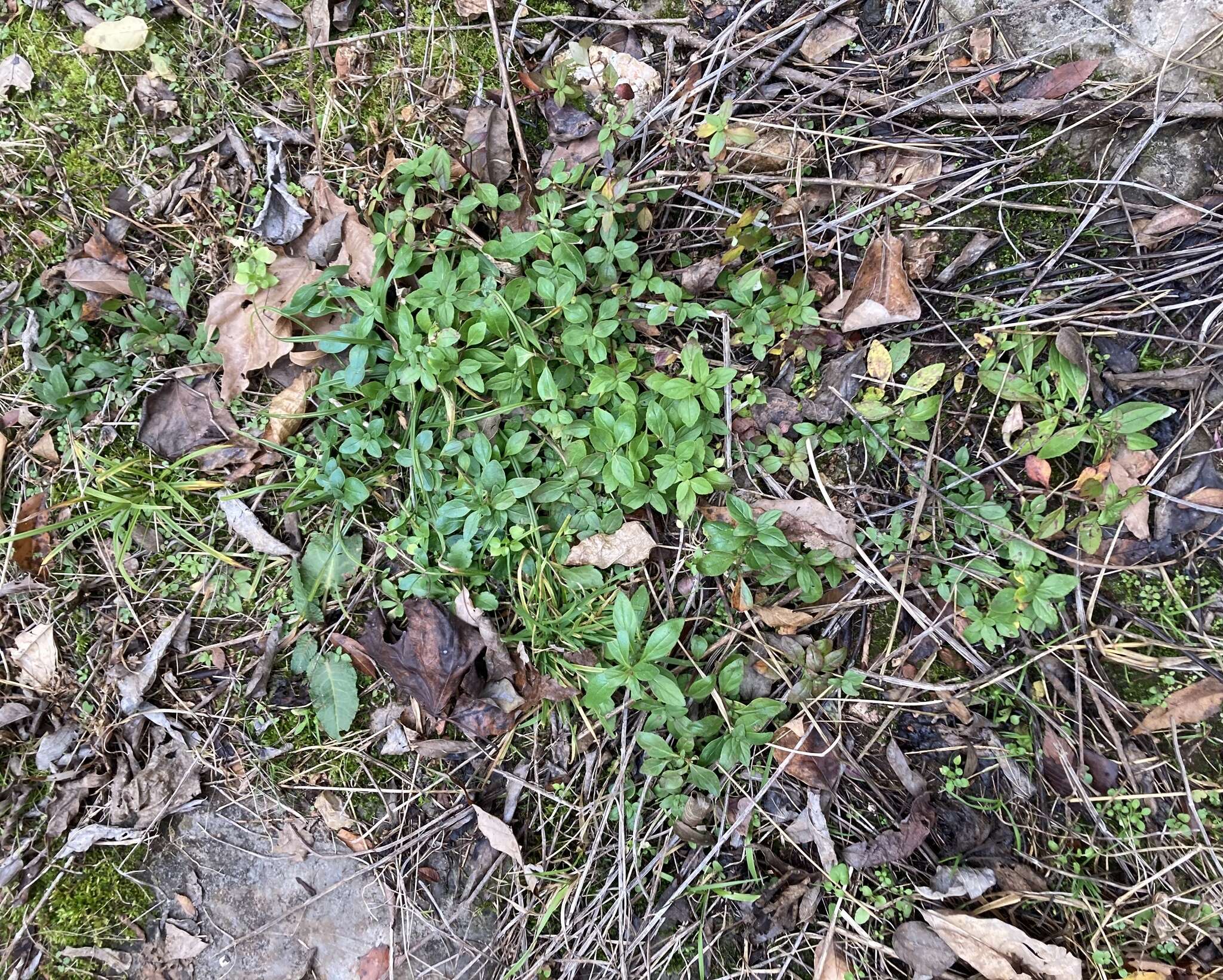 Image of Ozark calamint