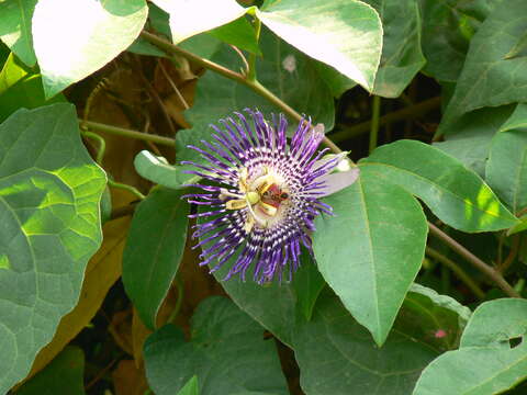 Plancia ëd Passiflora incarnata L.