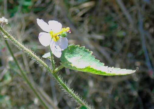 Image of White Fen-Rose