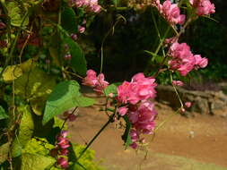 Image of antigonon