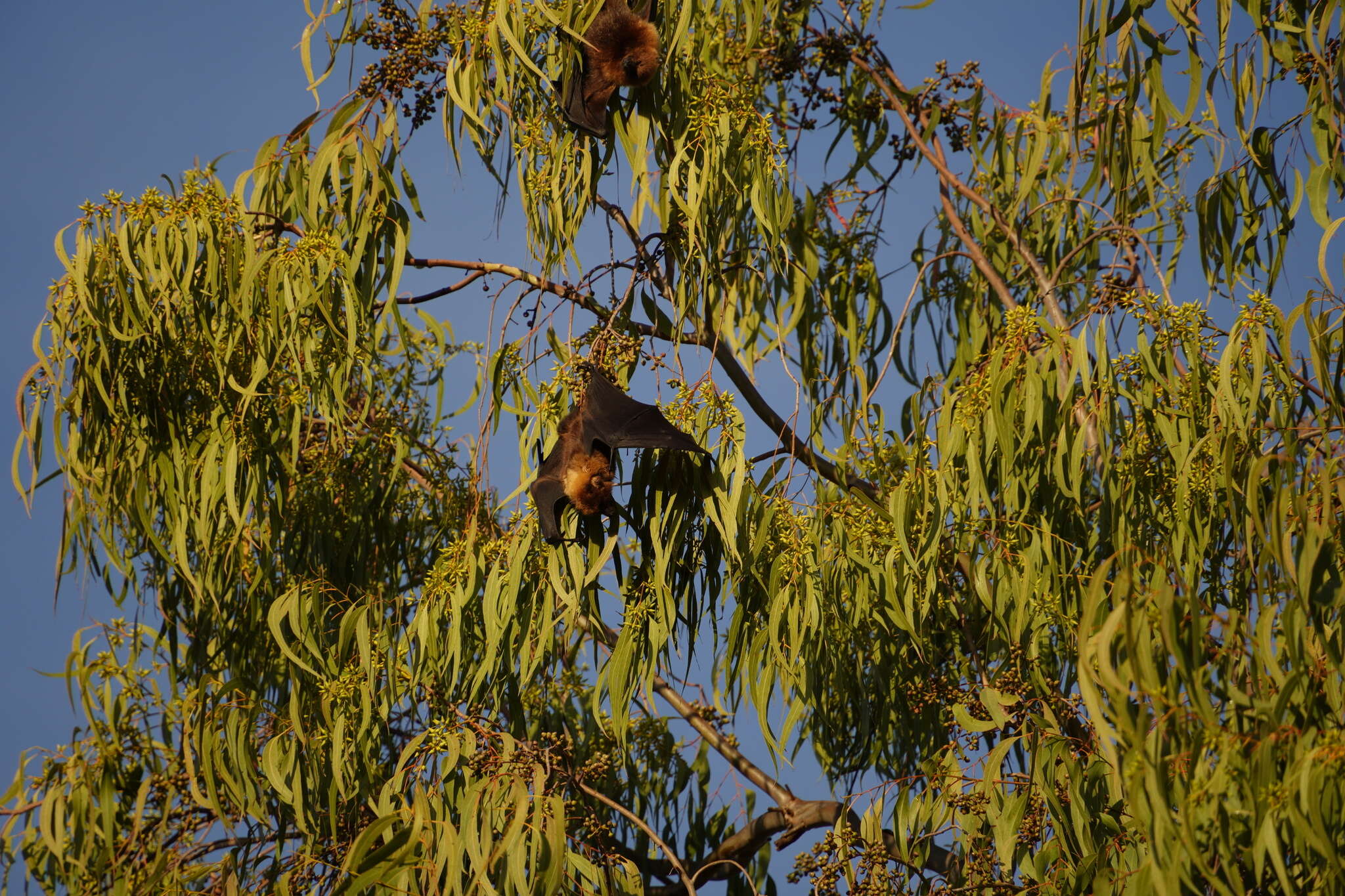 Image of Rodrigues Flying Fox