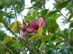 Image of purple allamanda