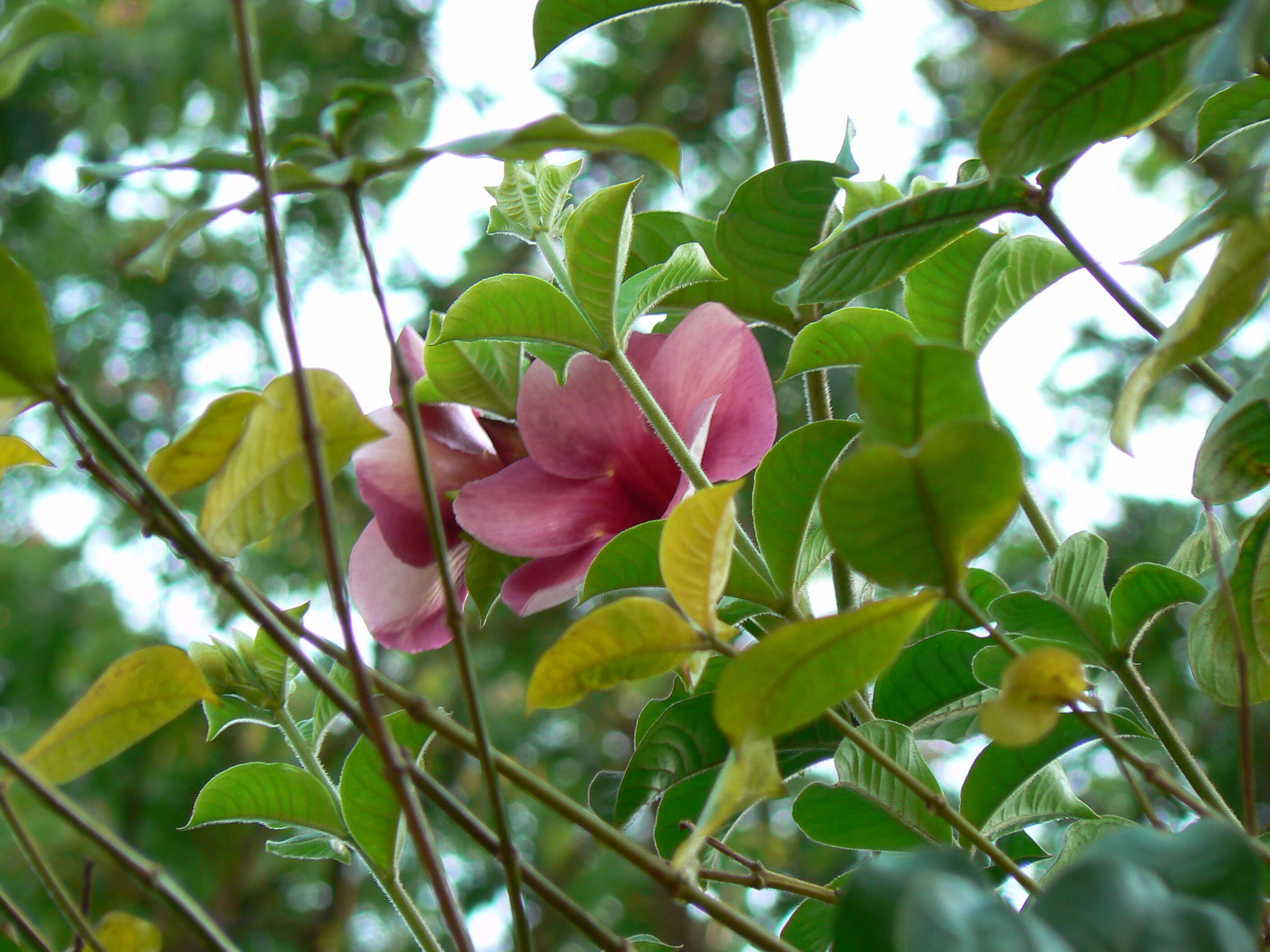 Image of purple allamanda