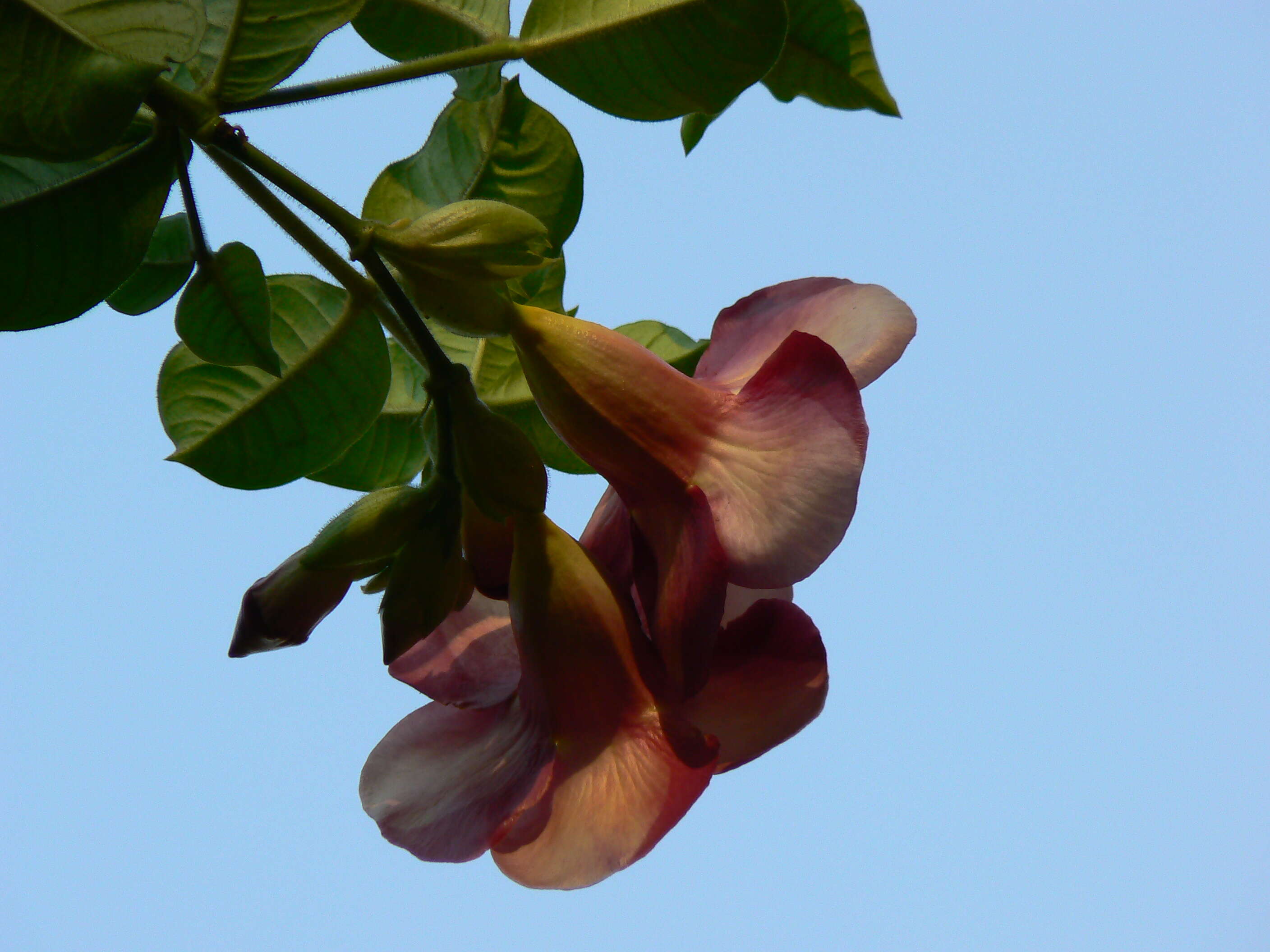 Image of purple allamanda