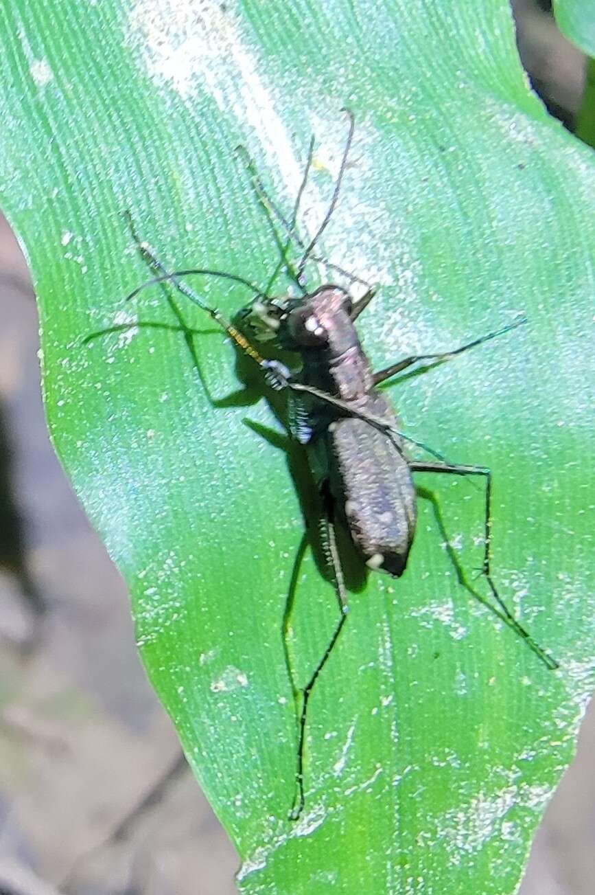 Image of Cylindera (Ifasina) kaleea (Bates 1866)