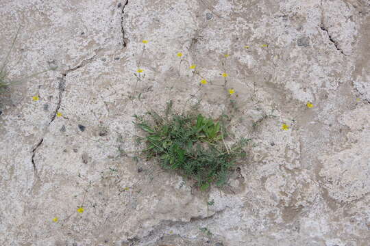 Image of Soldier Meadows Cinquefoil