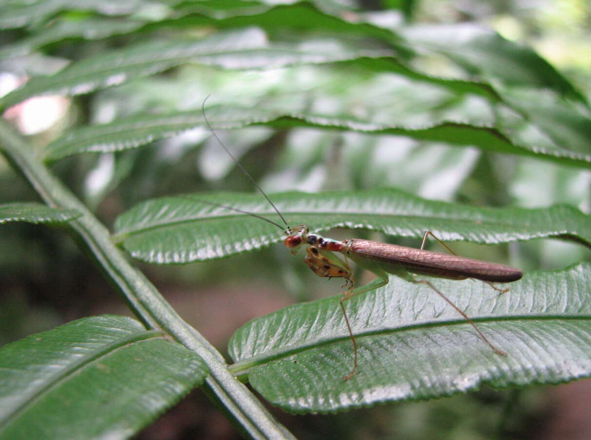 صورة Hapalopezella maculata Kirby 1904