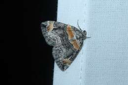 Image of Orange-barred Carpet