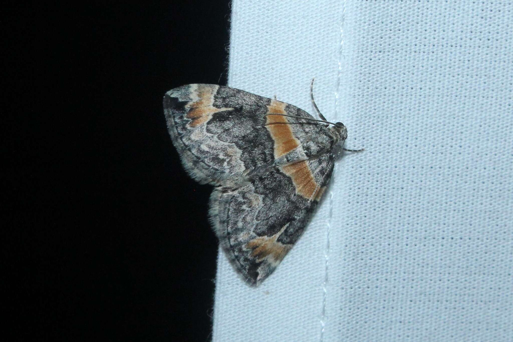 Image of Orange-barred Carpet