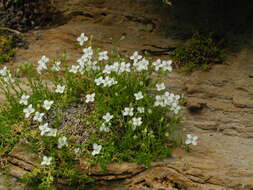 Image de Moehringia bavarica subsp. bavarica