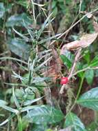 Image of Dracaena reflexa var. parvifolia Thouars ex H. Perrier