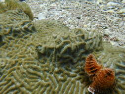 Image of Christmas tree worm