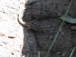 Image of Chihuahuan spotted whiptail