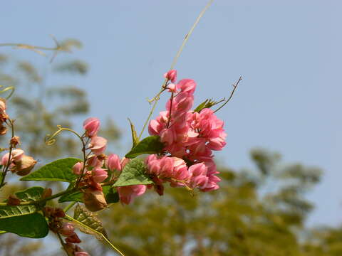 Image of antigonon