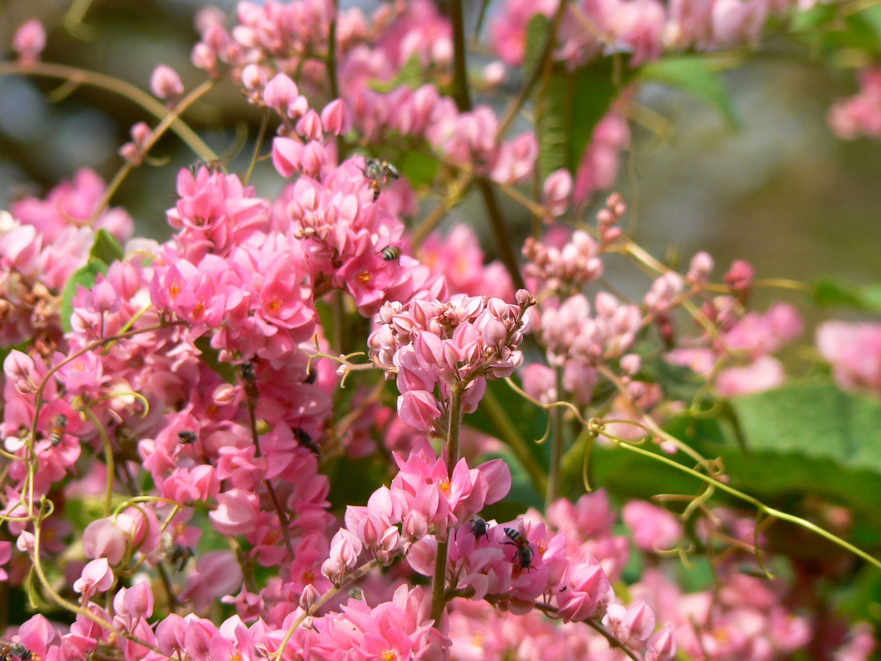 Image of antigonon