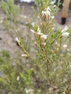 Image of Baccharis linearis (Ruiz & Pavón) Pers.