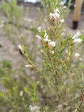 Plancia ëd Baccharis linearis (Ruiz & Pavón) Pers.