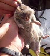 Image of southern pocket gopher