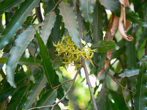 Image of Monoon longifolium