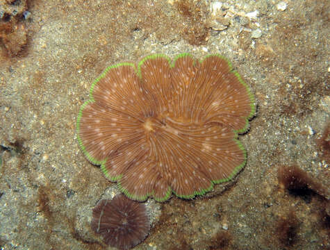 Image of Kneecap Coral