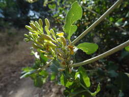 Image of chaparral honeysuckle