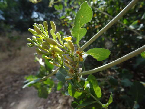 Image de Lonicera interrupta Benth.