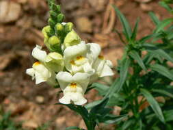 Plancia ëd Antirrhinum majus L.