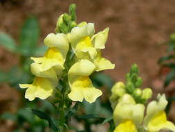 Image of garden snapdragon