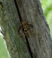 Image de Polistes cubensis Lepeletier 1836