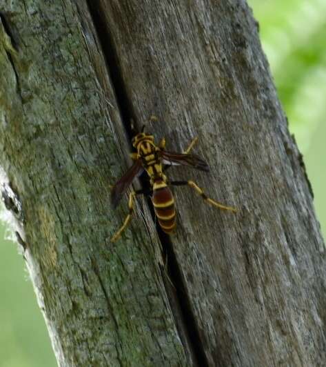 Image de Polistes cubensis Lepeletier 1836