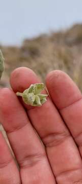 Image of Corynabutilon ceratocarpum (Hook. & Arn.) Kearney