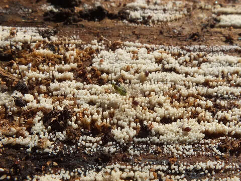 Image of Henningsomyces candidus (Pers.) Kuntze 1898