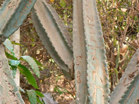 Imagem de Euphorbia ingens E. Mey. ex Boiss.